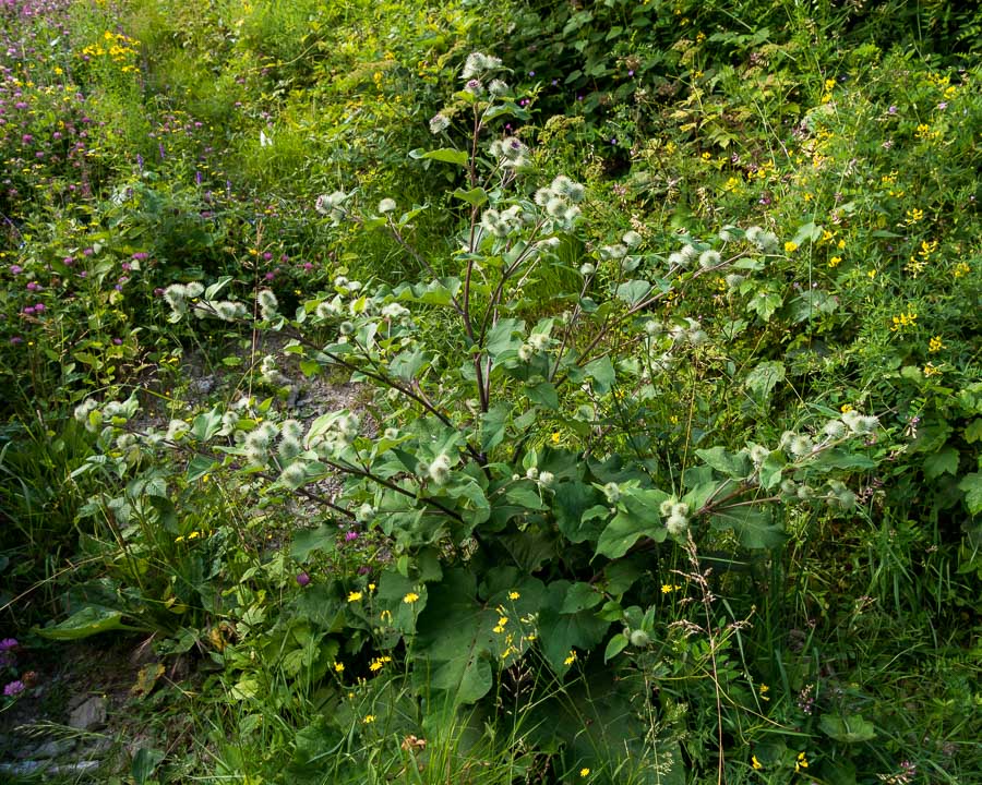 Arctium nemorosum / Bardana selvatica